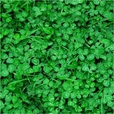 mikrokoniczyna nasiona 1kg