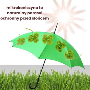 mikrokoniczna nasiona