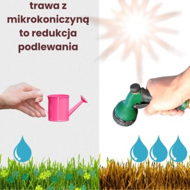 mikrokoniczna nasiona