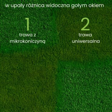 mikrokoniczna nasiona